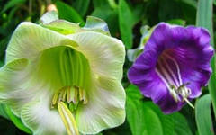 Насіння кобеї