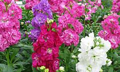 Насіння левкої