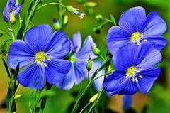 Насіння льону