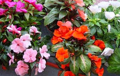 Насіння бальзаміну суміш