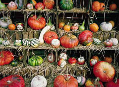 Насіння гарбуза декоративного