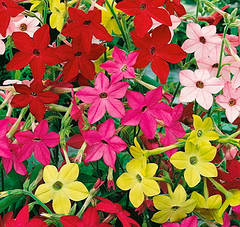 Насіння запашного тютюну