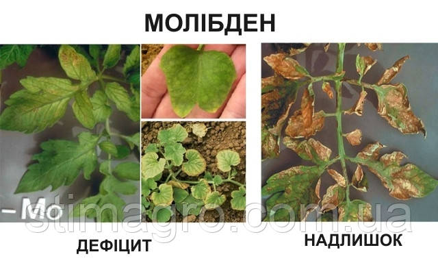 Дефіцит молібдена