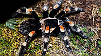 Брахипельма Смитти или мексиканский красно-коленный птицеед Brachypelma smithi.