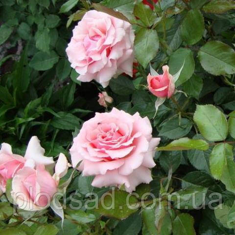 Троянда чайно-гібридна Парфум де Ліберті