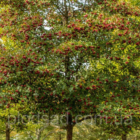 Глід сливолистий (Crataegus persimilis)