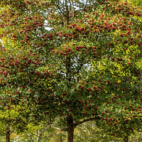 Глід вершолістний (Crataegus persimilis)