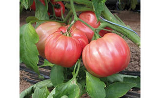 Оксихарт Бельмонте/Oxheard Belmonte — томат салатний, Esasem. 250 насіння