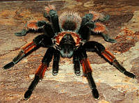 Паук-птицеед. Мексиканский красноногий птицеед. Brachypelma emilia. Самка