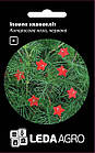 Іпомея квамокліт, червона "Кіпарисова лоза" 0,2г. L (Hem Zaden BV Нідерланди)