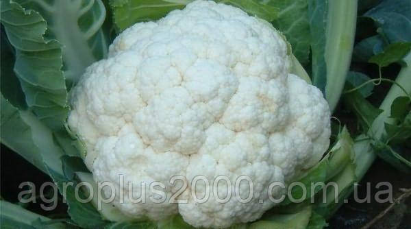 Насіння Капуста цвітна Чотири сезони 250 грамів GSN Semences