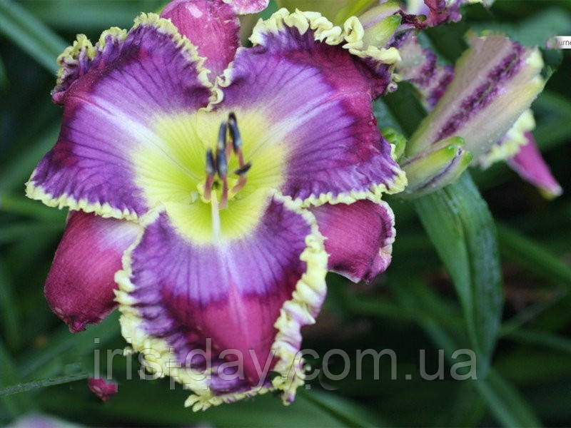 Лілейник Blue Nocturne (Lambertson 2014) (сажінки), фото 1