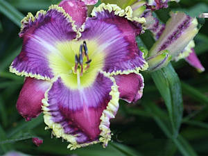 Лілейник Blue Nocturne (Lambertson 2014) (сажінки)