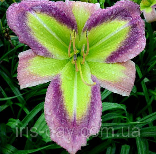 Лілейник Galactic Green Галактик Грін (Pierce 2016) (сажі, фото 1
