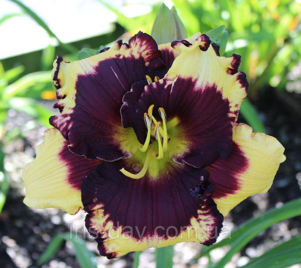 Лілейник Master at Work Майстер ЕТ Вок (Petit 2014), фото 1