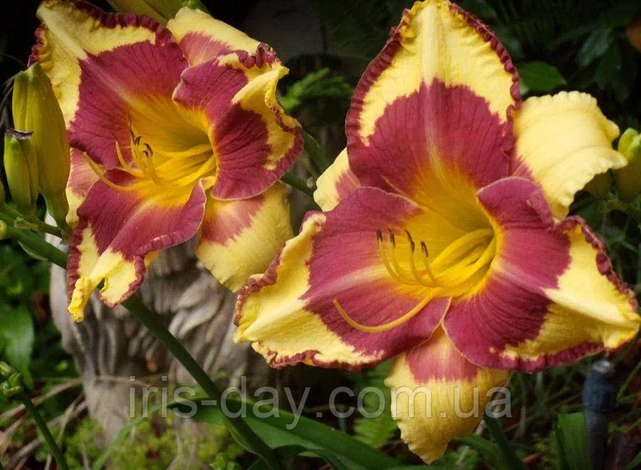 Лілейник Punxsutawney Phil (Trimmer 2003) (сажники), фото 1