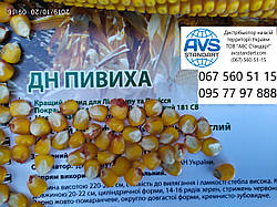 Вже в наявності. Насіння кукурудзи ранньої ДН Пивиха ФАО 180. Врожайний ранньостиглий, тривалість 65-85 ц/га Пивиха ДН з гарною вологоотдачею.