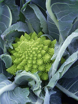 Вердоне F1 1000 шт (Enza Zaden)