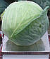 Браво F1 2500 шт Clause Капуста Білокочанна Насіння (Капуста Белокочанная Семена), фото 3