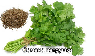 Насіння Петрушки