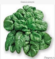 Насіння Шпинату