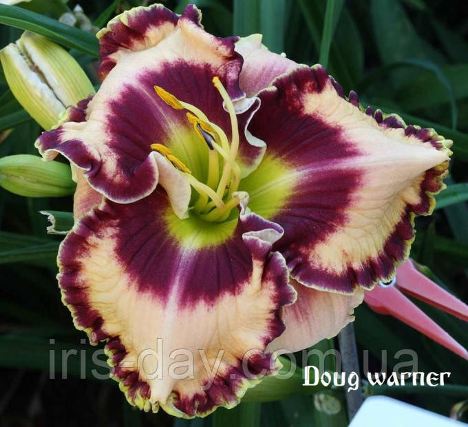 Лілейник Doug Warner (Petit 2008) (сажниці), фото 1