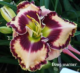 Лілейник Doug Warner (Petit 2008) (сажниці)