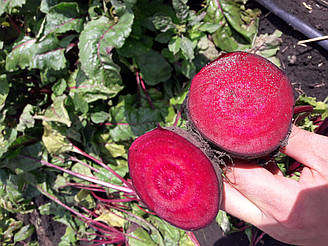 Ред Хавк F1/Red Hawk F1 — буряк, Sakata. 10. 000 насіння