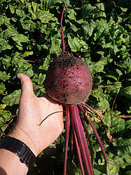 Кестрел F1 / Kestrel F1 - Свекла, Sakata. 50 000 насіння