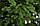 Ялинка новорічна штучна лита "Калівська зелена" 2.3 м (у коробці), фото 2