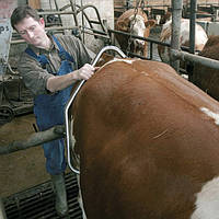 Антибрык для доения агрессивной коровы, Farma