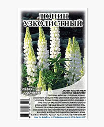 Насіння люпин вузьколистий на сидерати 1 кг, Насіння України