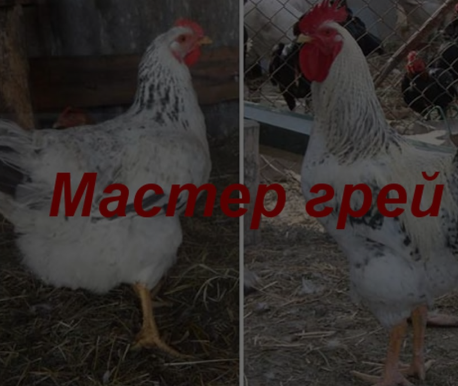 Яйце Майстер грей для плічо-плічника, фото 1