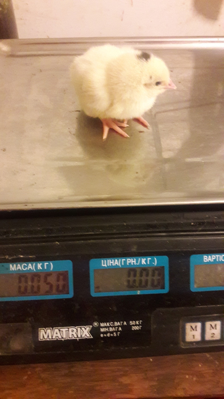 Інкубаційне яйце бройлера КОББ 500 (Україна) вага 40-45 грамів, фото 1