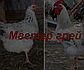 КОББ 500 бройлер яйця інкубаційні молодки, фото 4