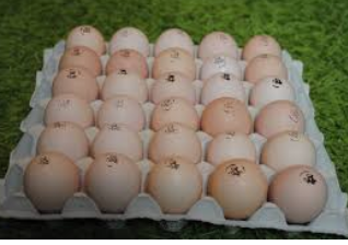 Інкубаційне яйце бройлера КОББ 500 (Угорщина), фото 1