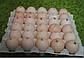 КОББ 500 бройлер Польща яйця інкубаційні, фото 9