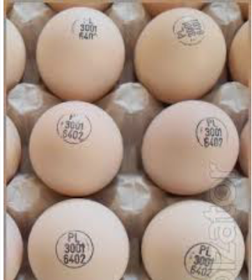 КОББ 500 бройлер Польща яйця інкубаційні, фото 1