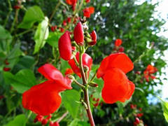 Насіння квасолі декоративної