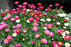 Насіння маргаритки