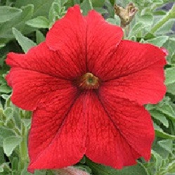 Насіння петунія Віртуоз 250 шт Kitano Seeds Red, фото 1