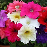 Насіння петунія Віртуоз 250 шт Kitano Seeds Mix