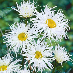 Насіння ромашки