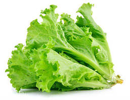 Насіння Салату