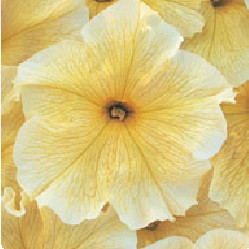 Насіння петунія Віртуоз 250 шт Kitano Seeds Sunshine, фото 1