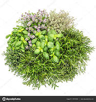 Насіння Пряних Рослин