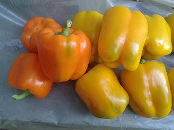 Абей F1 500 шт Enza Zaden Перець Насіння (Перец Семена)