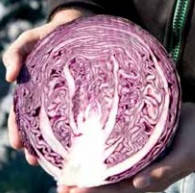 Клімаро F1 2500 шт Bejo Капуста Червонокачанна Насіння (Климаро F1 Капуста Краснокочанная Семена)