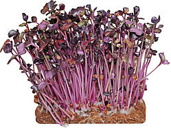 Насіння редьки фіолетовий лист Sango для мікрозелені
