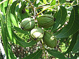 Горіх карія Пекан Chawnee (середньо-ранній) насіння 10 шт, фото 8